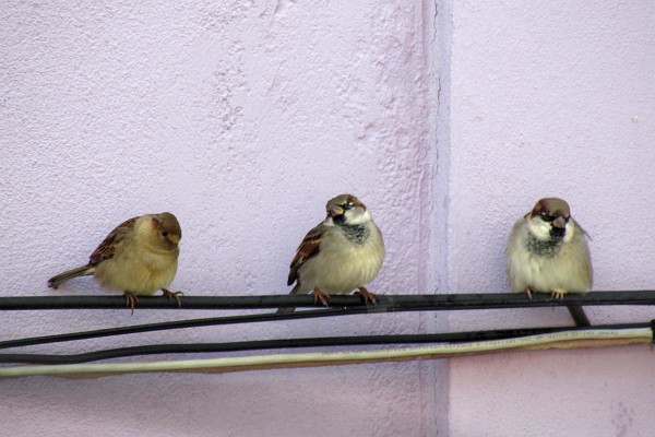 house sparrowacross the street from our kitchen window