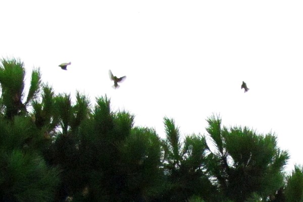 late afternoon brings sparrows to roost in a tree