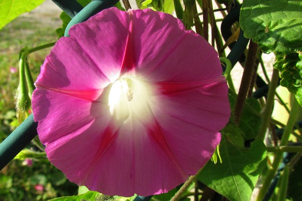 a morning glory bloom with light streaming through the center from behind