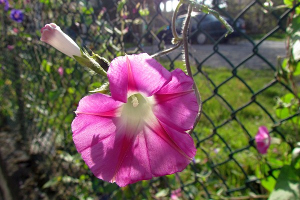 another compositon of back lit morning glories