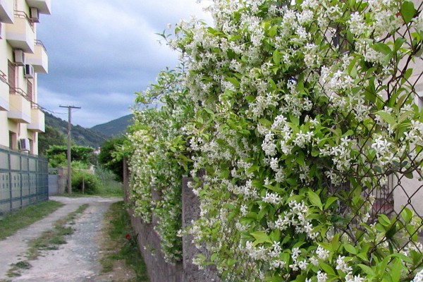 honey suckle vines line the alley to LAC
