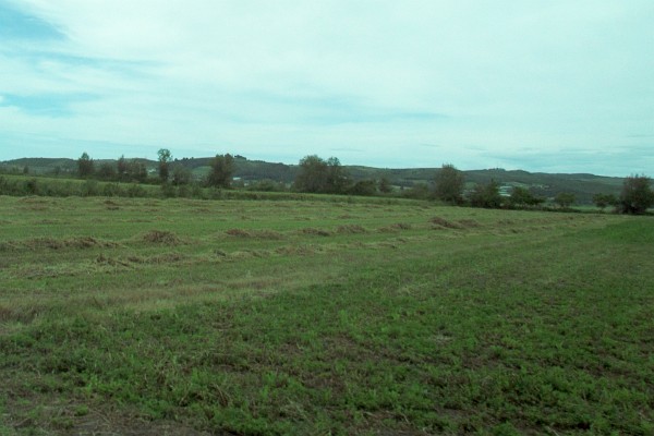 cut hay is ready for harvesting
