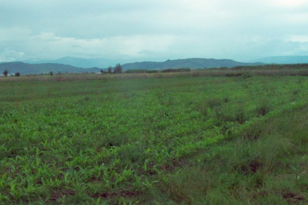 a corn fiedl is starting well
