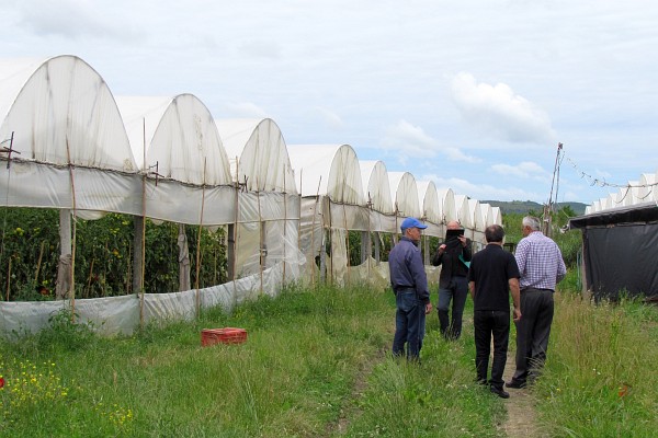 the greenhouses