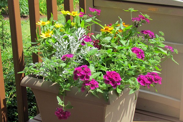 flowerrs on the deck