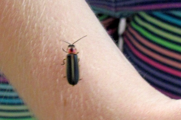Maya shows me a lightning bug