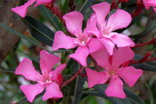 oleander flowering bush in Lezhe, Albania
