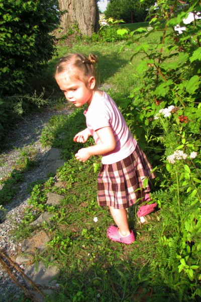 Sydney finding and eating ripe raspberries