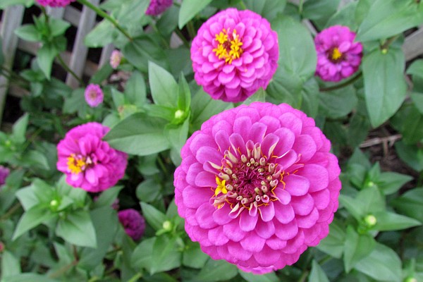 small compact zinnia floowers