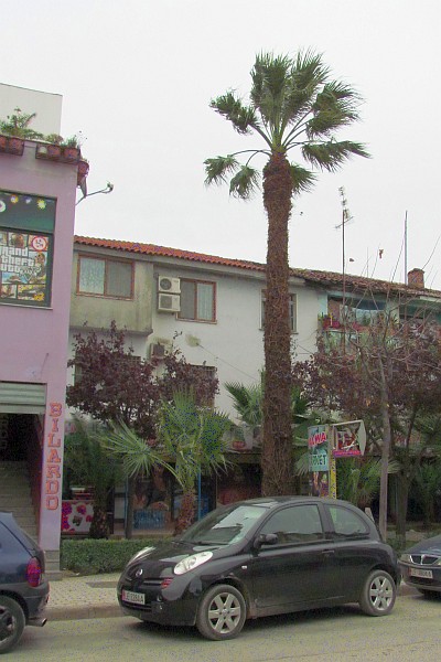 Palma's market with palm tree branches trimmed back