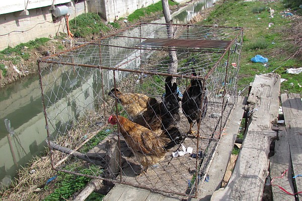 live chickens await their sale to consumers