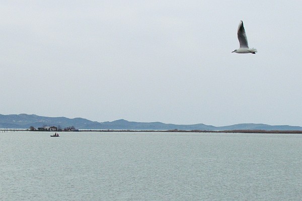 sea gull flying above the water