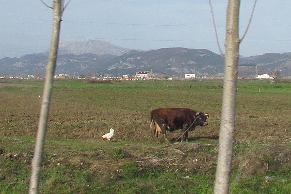 a chicken folloows a milk cow