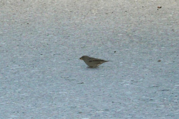 sparrows are still ubiquitous