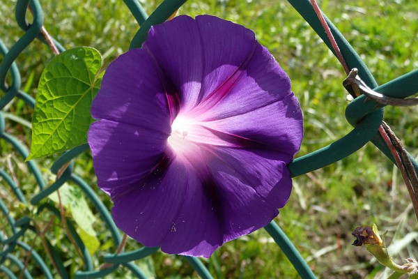 the beauty of a morniing glory