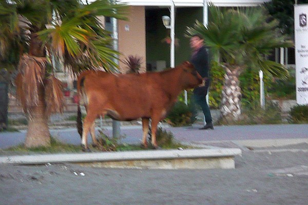 a cow wonders down the Promanode at Shengjin