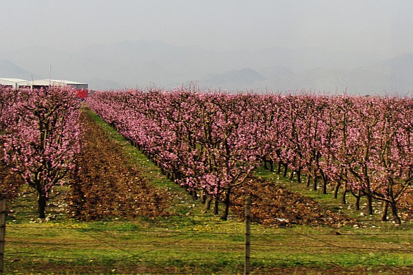 plum trees in bloom