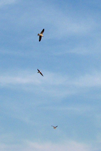 seagulls floating above the Old City