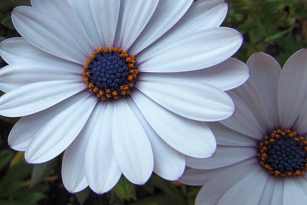 blue-centered daisies at the bread shop
