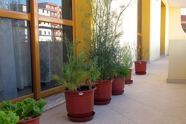 vegetables and herbs in pots on Allen's balconey