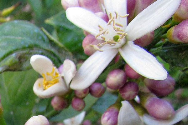 flowers on a lemon tree