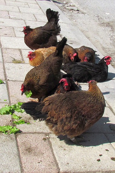 live chickens for sale for meat