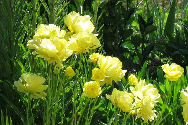 a lovely yellow flower