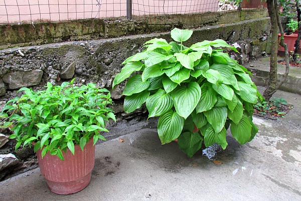 some of the plants growing outside the Center