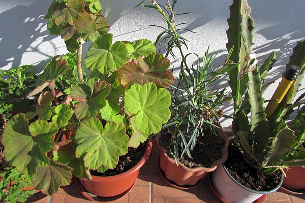 flowers on our balcony