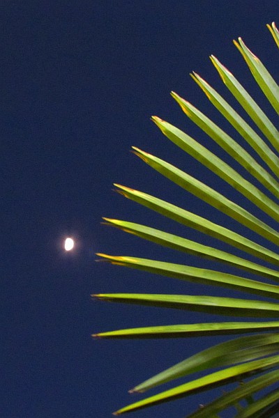 moon spotted near a palm tree