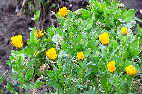 unidentified flower in Lezhe park