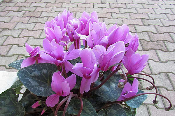 Cyclamen at a bar in Lezhë