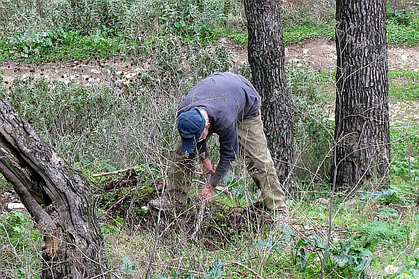 man at work clearing some brush