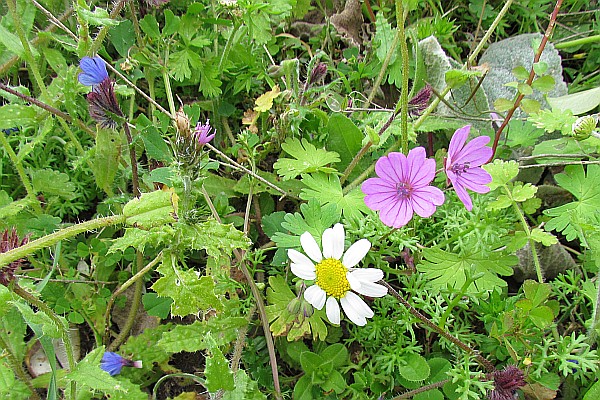 multiple wild flowers