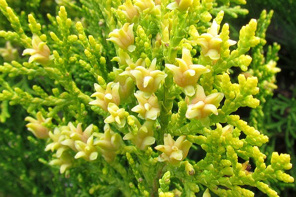 juniper tree leaves in bloom