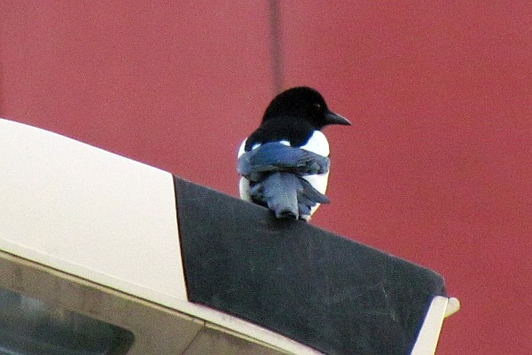 a Eurasian Magpie perches on a street light