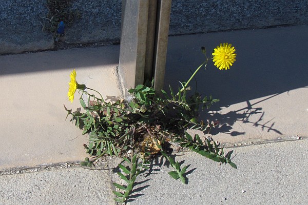 dandileon growing through a crack at the edge of the road