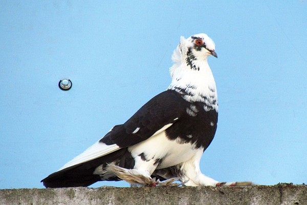 must be mating time for this pigeon
