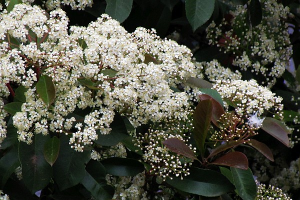 close up of the flowers n the trees along the street
