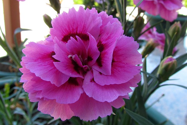 a mauve dianthus at LAC