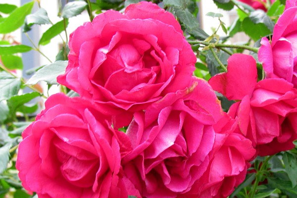 roses bloom in perfusion in the hedge at the school