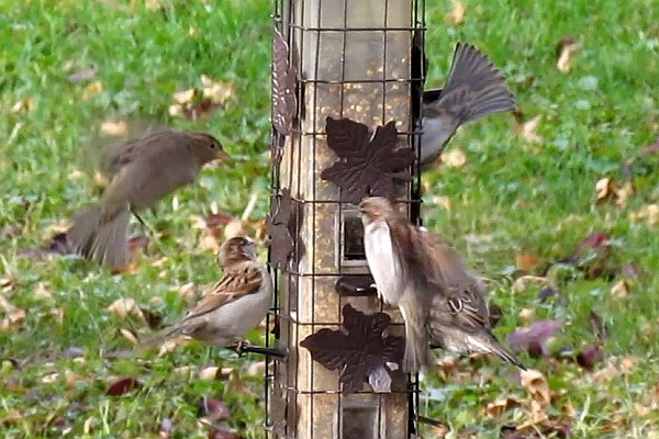 birds flyting in and eating at the feeder