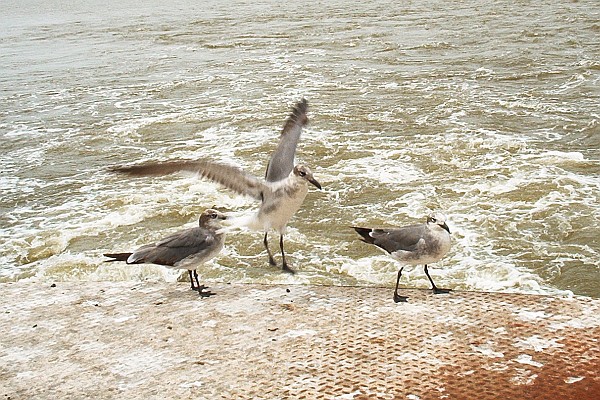 Seagulls on the Jamestown-Scotland Ferry, summer 2002