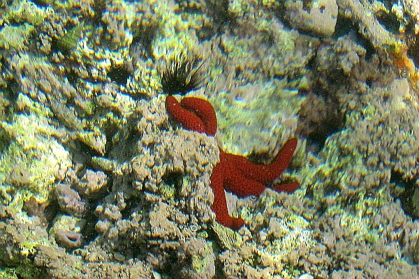 a red starfish at Cavtat, Croatia