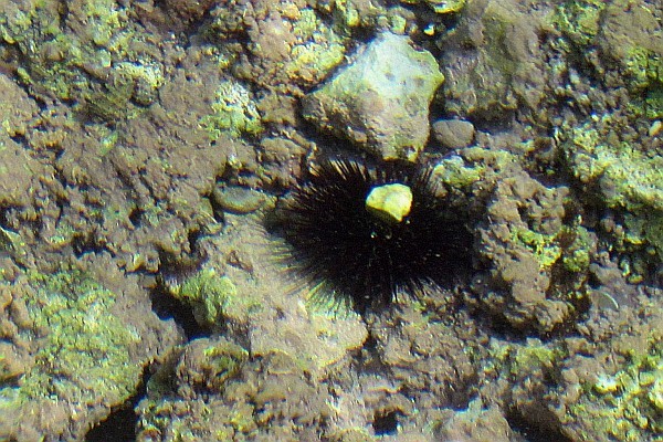 Black Sea Urchin