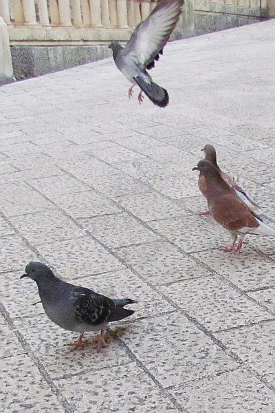 pigoens at rest and landing