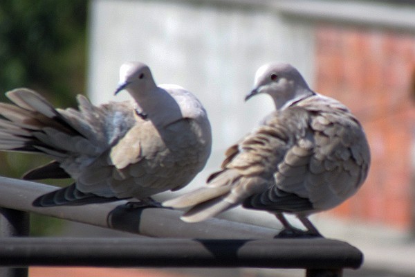 two pigeons courting