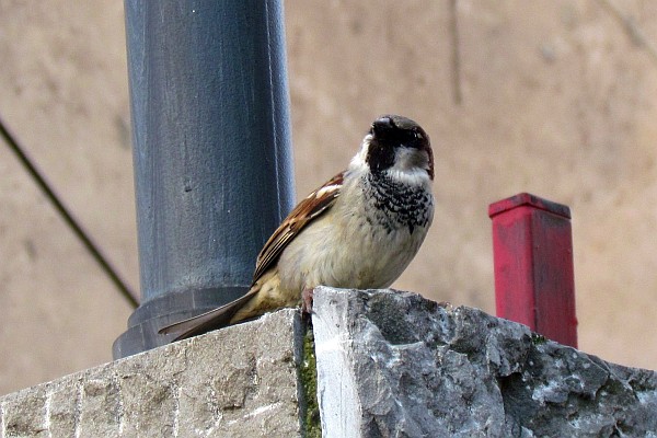 a house sparrow at our gate