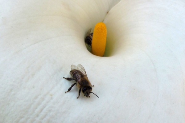 two bees checking out a calla lily bloom