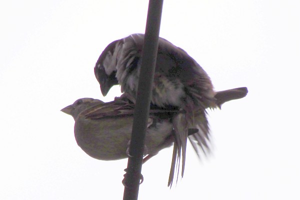 house sparrows breeding #1